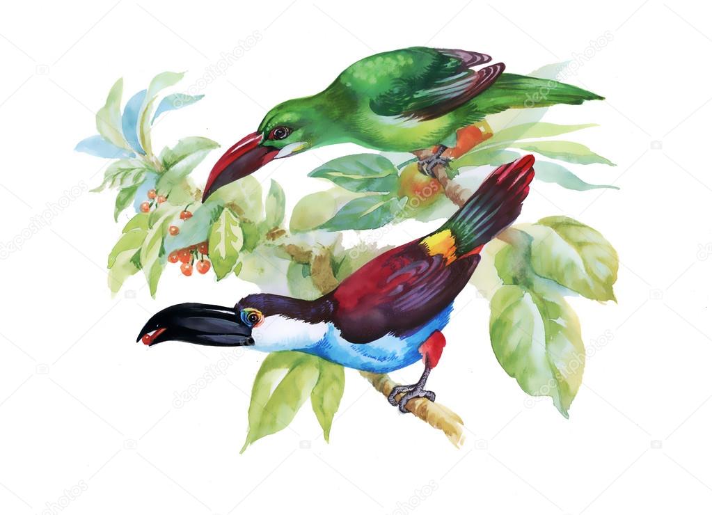 tropical birds and flowers