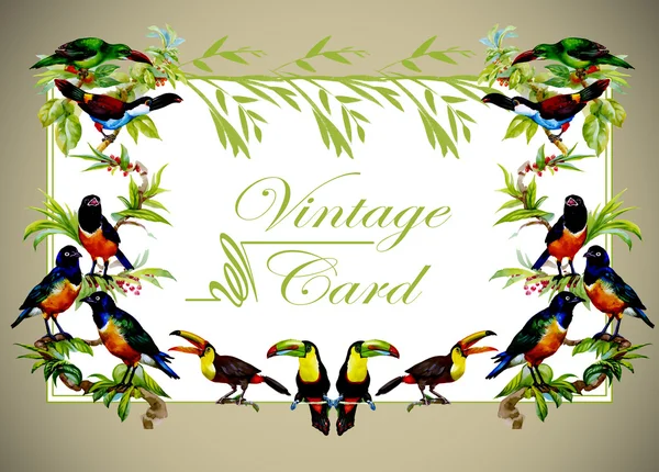 Vintage floral card with  tropical birds — Stock Photo, Image