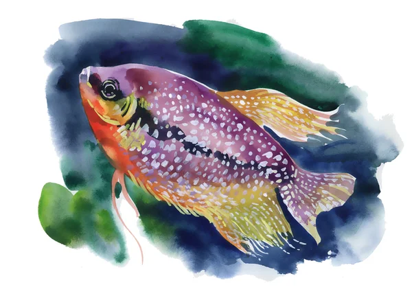Акварель різнокольорових риб — стокове фото