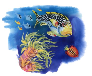 Tropikal balık ile deniz yaşamı