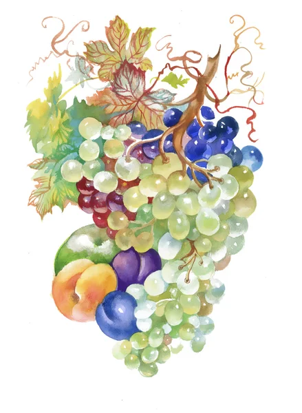 Watercolor painting  of fruits — Stock Photo, Image