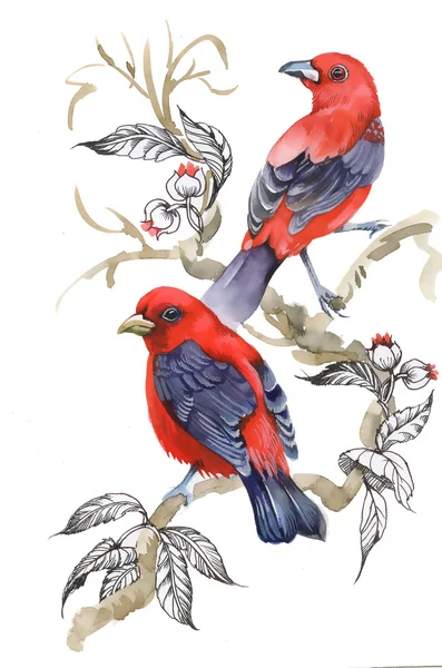 Piękne ptaki akwarela ilustracja — Zdjęcie stockowe