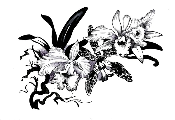 Sketch with orchid flowers — Φωτογραφία Αρχείου
