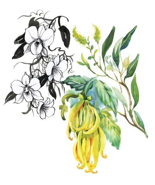 Illustrazione ad acquerello di fiori tropicali — Foto Stock