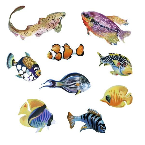 Vida marinha com peixes tropicais — Fotografia de Stock