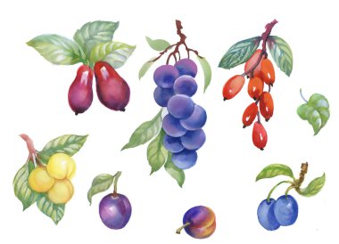 Beyaz üzerine suluboya çilek