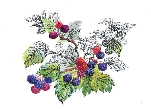 Акварельні ягоди на білому — стокове фото