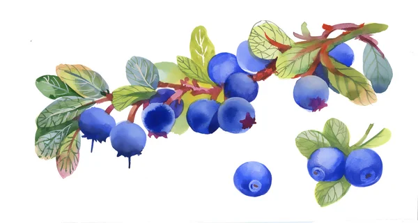 Watercolor blueberry on white — Stock Photo, Image