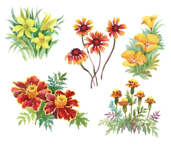 Πολύχρωμα λουλούδια του κήπου — Φωτογραφία Αρχείου
