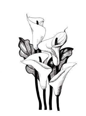 Calla Lily çiçek arka plan
