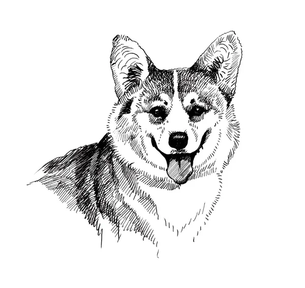 Щеня собака ескіз — стокове фото