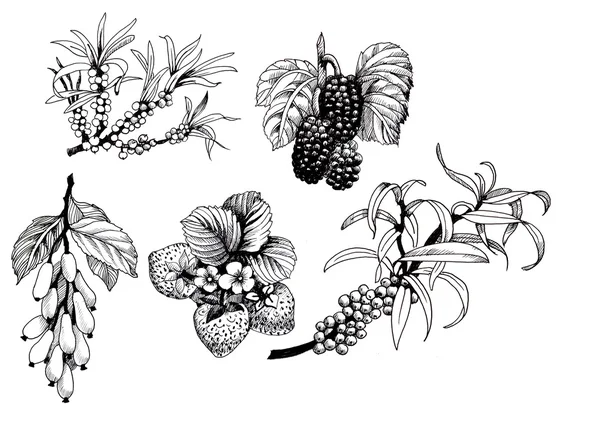 黑莓、 草莓和山茱萸 — 图库照片