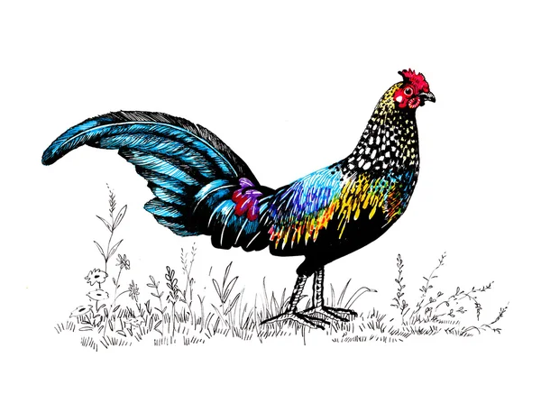 Patrón de gallo de granja — Foto de Stock