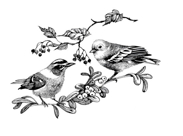 birds on twigs illustration