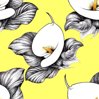 Calla Lily çiçek arka plan