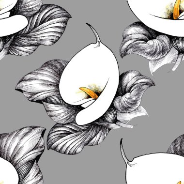 Calla Lily çiçek arka plan