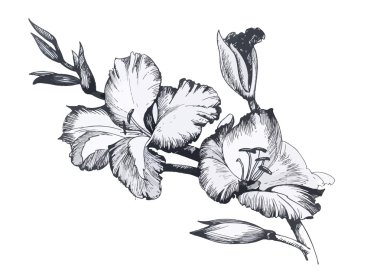 Güzel tek renkli, siyah ve beyaz çiçek izole. Kontur hatları çizilmiş vuruş.
