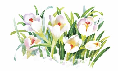 Beyaz bir arka plan üzerinde klasik tarzda suluboya çiçek