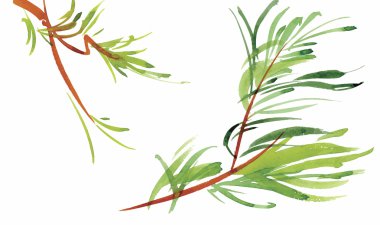 Beyaz bir arka plan üzerinde klasik tarzda suluboya çiçek