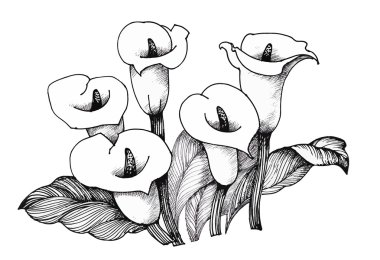 Calla Lily çiçek, siyah ve beyaz resimde arka plan