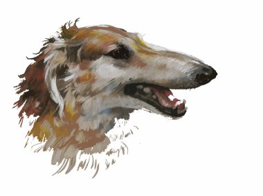 Greyhound hayvan köpek suluboya resim
