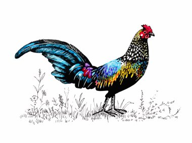 çiftlik horozu siluet desenle