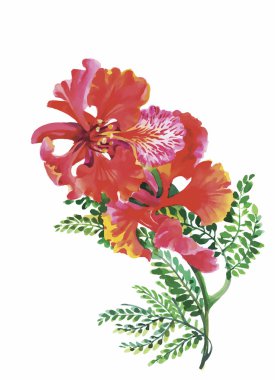 Beyaz bir arka plan üzerinde klasik tarzda suluboya çiçek