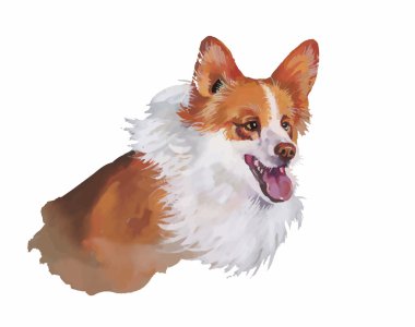 Galce corgi pembroke hayvan köpek suluboya illüstrasyon izole beyaz arka plan üzerinde