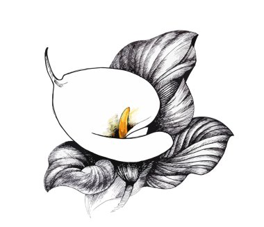 Calla lilly floral, black and white illustration background clipart