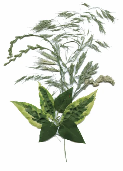 Herbier sec. fleurs et feuilles illustration vectorielle — Image vectorielle