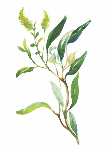 Aquarellblumen im klassischen Stil auf weißem Hintergrund — Stockvektor