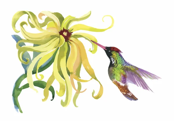Acuarela aves exóticas silvestres en flores — Vector de stock