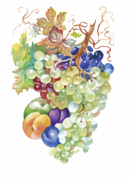Pittura ad acquerello disegnata a mano di frutta — Vettoriale Stock