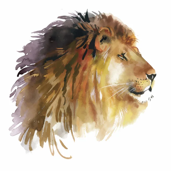 Watercolor lion on a white background vector — Stock Vector