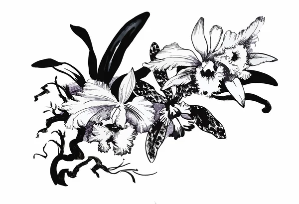 Belle fleur monochrome, noire et blanche isolée. Lignes de contour dessinées à la main coups . — Image vectorielle