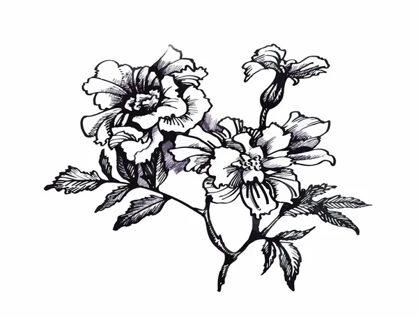 Hermosa flor monocroma, blanca y negra aislada. Líneas de contorno dibujadas a mano . — Vector de stock