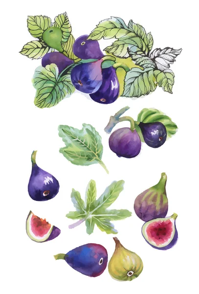 Ensemble aquarelle de figues sur fond blanc — Image vectorielle