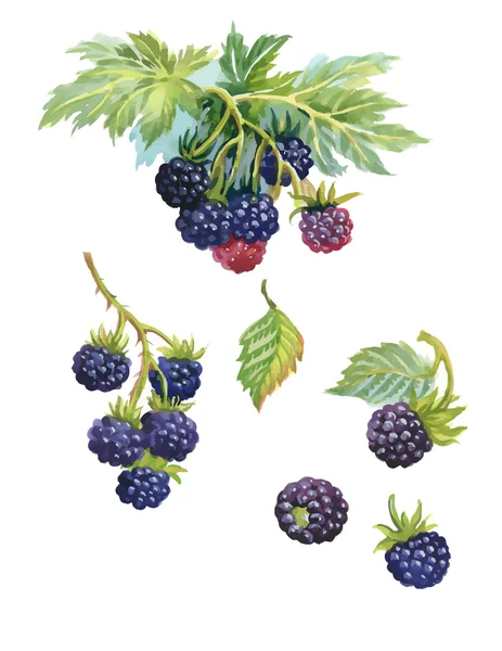 Beyaz zemin üzerine suluboya blackberry — Stok Vektör