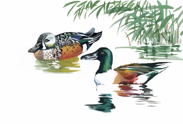 Gänseschwarm schwimmt auf Teich Aquarell Vektor Illustration — Stockvektor