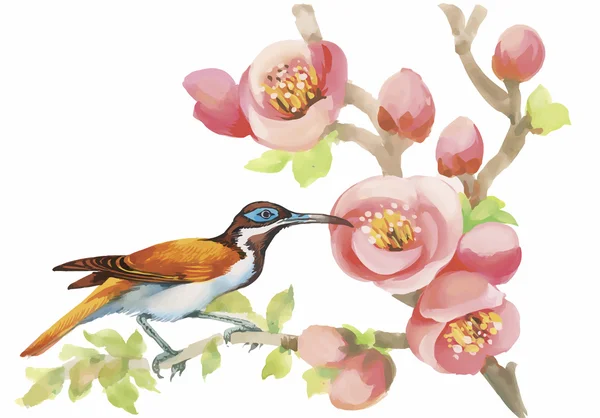 Watercolor wild exotic birds on flowers — Stock Vector