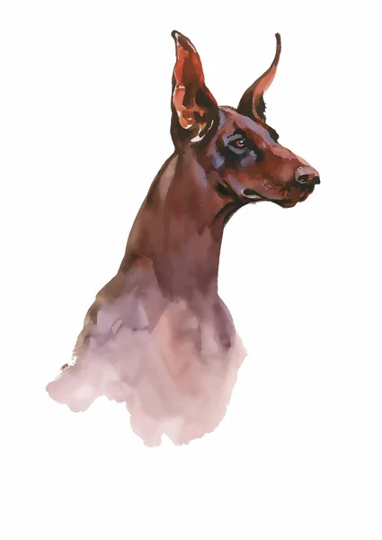 Doberman animale cane acquerello illustrazione isolato su sfondo bianco vettore — Vettoriale Stock