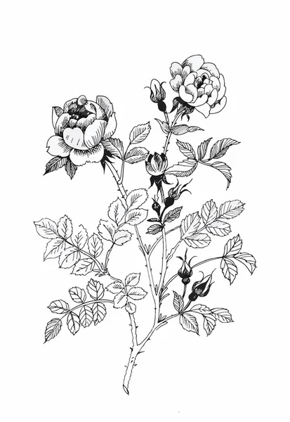 Belle fleur monochrome, noire et blanche isolée. Lignes de contour dessinées à la main coups . — Image vectorielle