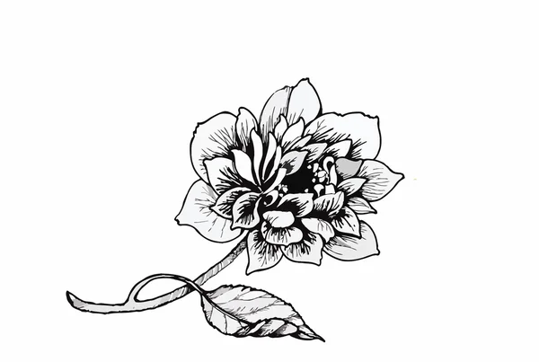 Krásné černobílé, černé a bílé květiny izolovaný. -Ručně tažené vrstevnice tahy. — Stockový vektor