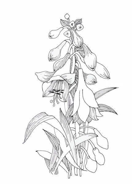 Vacker Monokrom, svart och vit blomma isolerade. Handritade konturlinjer stroke. — Stock vektor