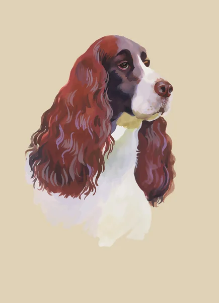 Inglês cocker spaniel Animal dog watercolor illustration isolated on white background vector —  Vetores de Stock