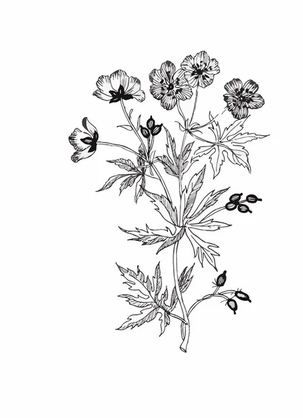 Hermosa flor monocroma, blanca y negra aislada. Líneas de contorno dibujadas a mano . — Archivo Imágenes Vectoriales