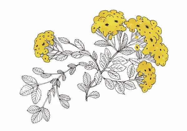 Fleurs aquarelle dans un style classique sur un fond blanc — Image vectorielle