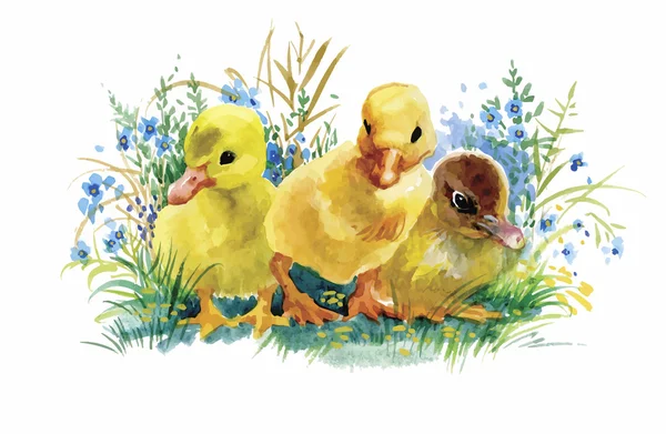 Gänseschwarm schwimmt auf Teich Aquarell Vektor Illustration — Stockvektor