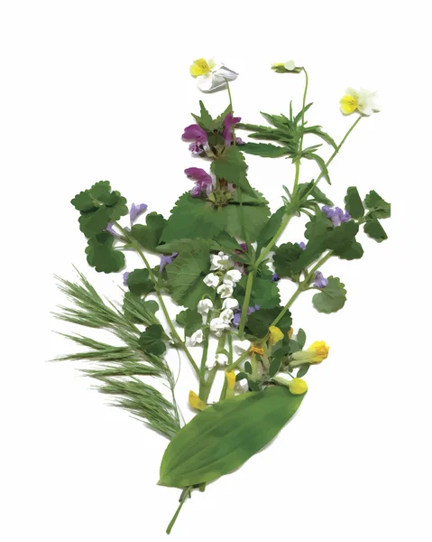 Plantas de herbário seco. flores e folhas ilustração vetorial —  Vetores de Stock