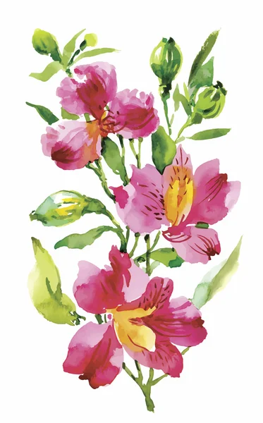 Fleurs aquarelle dans un style classique sur un fond blanc — Image vectorielle